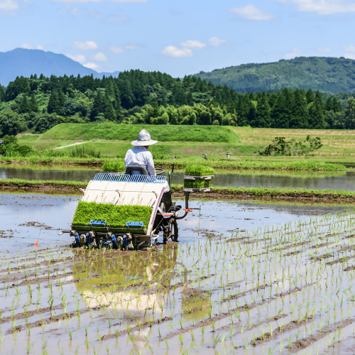 田植え